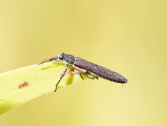 Rhinotia filiformis