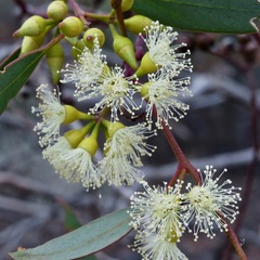 Eucalyptus socialis