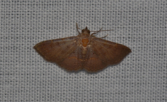 Antiblemma perva