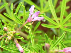 Cleome rubella