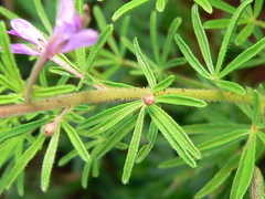 Cleome rubella
