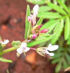 Cleome rubella