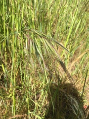 Bromus rigidus