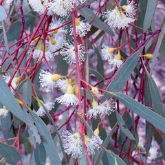 Eucalyptus socialis