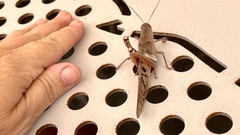 Austracris basalis
