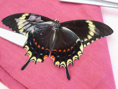 Heraclides thersites