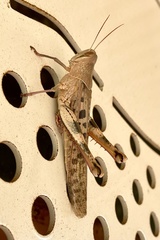 Austracris basalis
