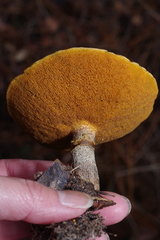 Suillus cothurnatus