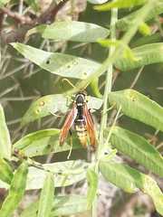 Polistes xanthogaster