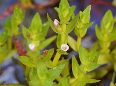 Gratiola peruviana