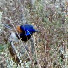 Malurus assimilis assimilis