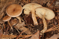 Pseudoomphalina compressipes