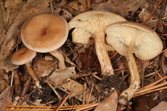 Pseudoomphalina compressipes