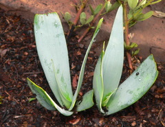 Ledebouria confusa