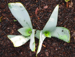 Ledebouria confusa