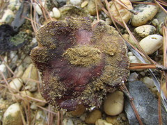 Tricholoma albobrunneum