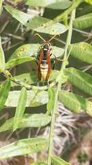 Polistes xanthogaster