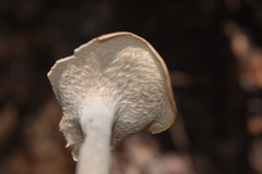 Pleurotus tuber-regium