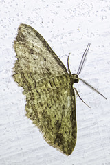 Xanthorhoe anaspila