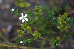 Orianthera serpyllifolia serpyllifolia