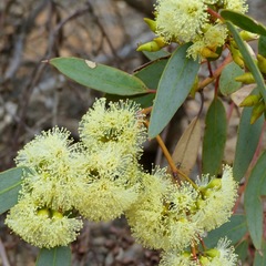 Eucalyptus socialis