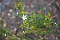 Orianthera serpyllifolia serpyllifolia