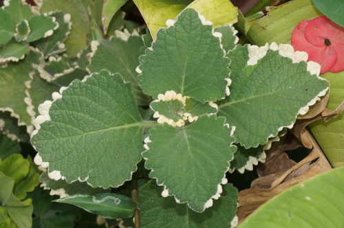 Candle-Plant (Coleus paniculatus)