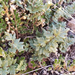 Myriopteris wrightii