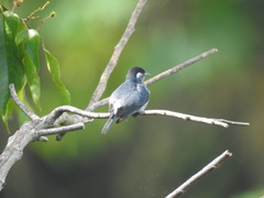 Conirostrum leucogenys