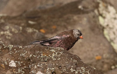 Leucosticte tephrocotis umbrina