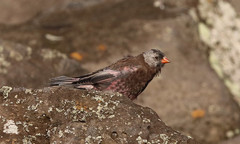 Leucosticte tephrocotis umbrina