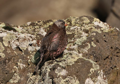 Leucosticte tephrocotis umbrina