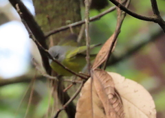Geothlypis tolmiei