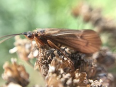 Anabolia nervosa