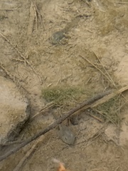 Lithobates onca