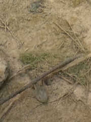 Lithobates onca