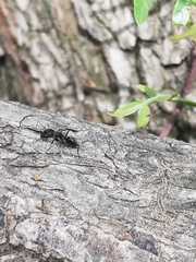 Camponotus