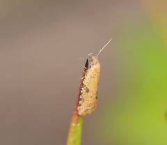 Constrictana constrictana