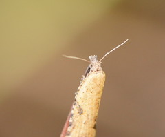 Constrictana constrictana