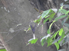 Phaethornis anthophilus