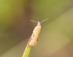 Constrictana constrictana