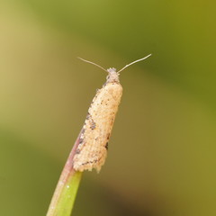 Constrictana constrictana