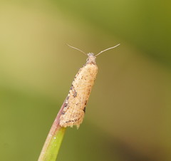 Constrictana constrictana