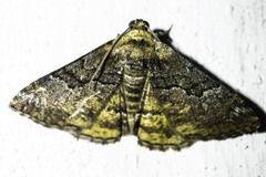 Aporoctena