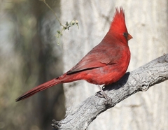 Cardinalis cardinalis superbus