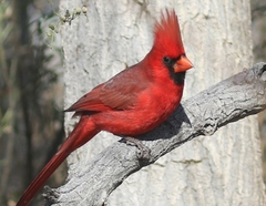 Cardinalis cardinalis superbus