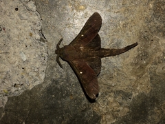 Suana concolor