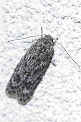 Lichenaula onychotypa