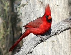 Cardinalis cardinalis superbus