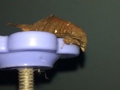 Suana concolor